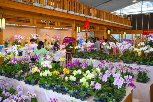 国庆就要玩好一点，“情”定陈村花花世界迷人眼