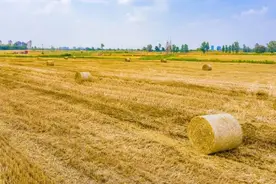 丰收啦！成都环城生态区又见风吹麦浪图片