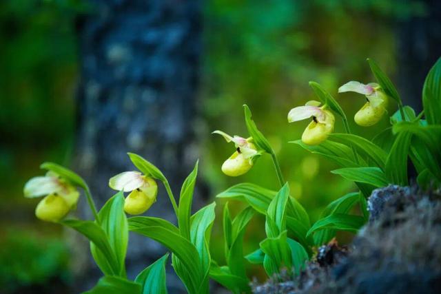 中国大陆首个！黄龙国家级风景名胜区获国际暗夜公园认证——璀璨星空下的生态典范，全球瞩目的暗夜之美