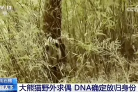 饲养员变身“熊猫人”，熊猫：“妈妈，这两只好像有点怪”图片