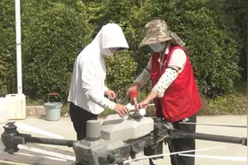 武汉新洲区：首次采用无人机喷洒药物，助力园林高大乔木病虫害防治图片
