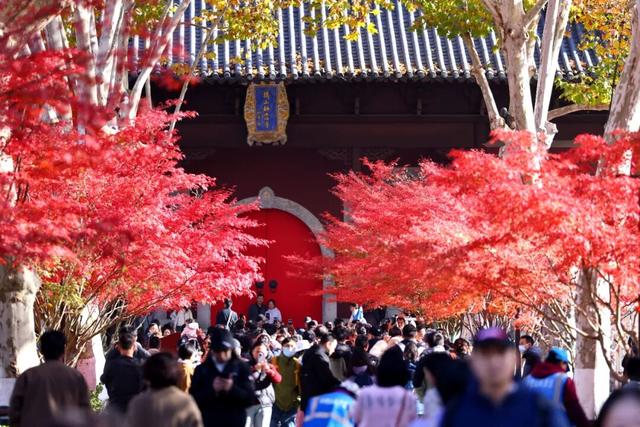 栖霞山人气爆棚，红叶超长待机！@友友们，错峰更有乐趣哦~