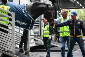 首批赛马包机抵沪！名驹配名将，2025上海浪琴环球马术冠军赛开赛在即图片