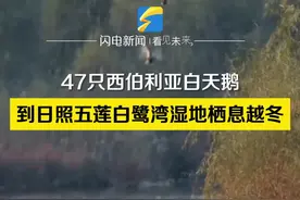 47只西伯利亚白天鹅到日照五莲白鹭湾湿地栖息越冬图片