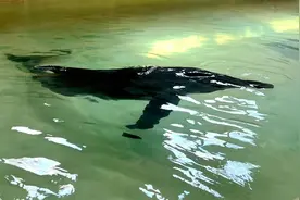 三亚搁浅糙齿海豚状态稳定逐渐好转 每天能吃四公斤海鲜图片