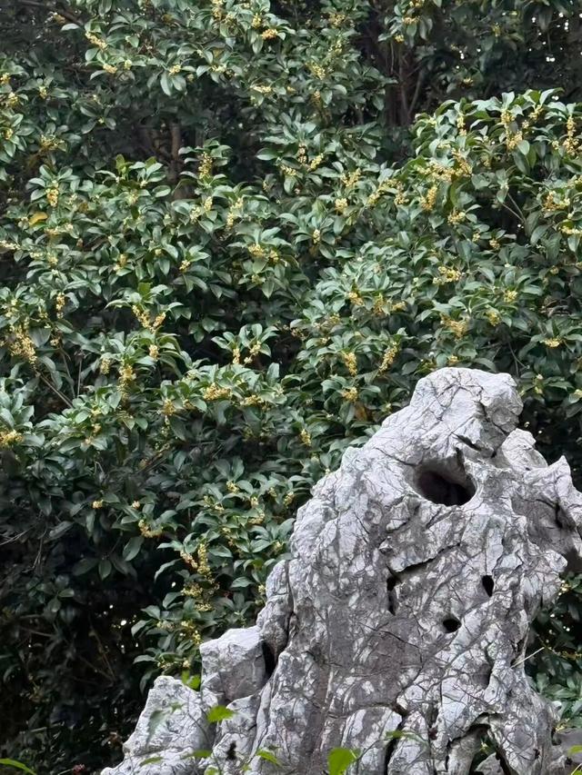 这声“对不起”，泰州人等了半个月！