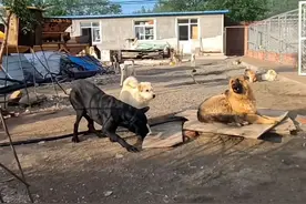 河北承德土犬因霸气走红被称“最强阿尔法”，主人：养了一百多只狗，它打架打成了狗王图片