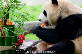 卧龙神树坪基地适时对“福宝”圈舍限流限时参观，每轮5分钟图片