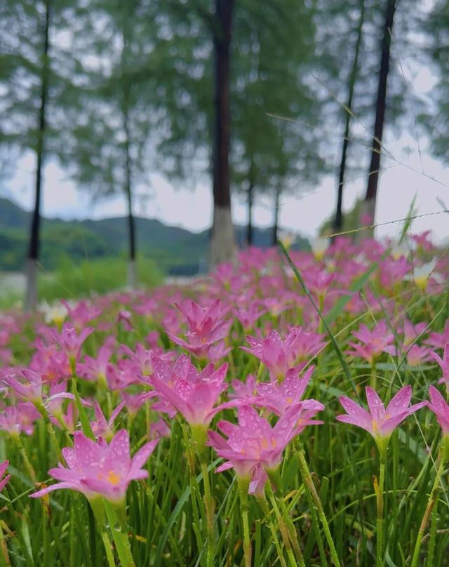 追花人出动！南宁这片免费的花海，你一定想去拍大片→