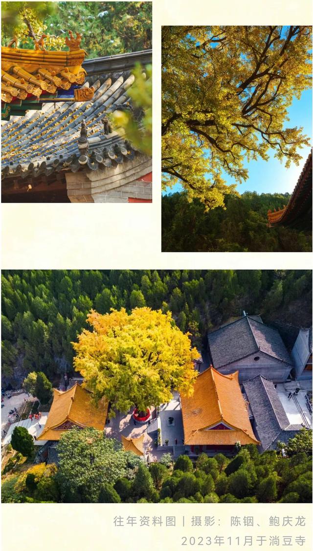 《2025济南赏银杏地图》出炉！错过再等一年