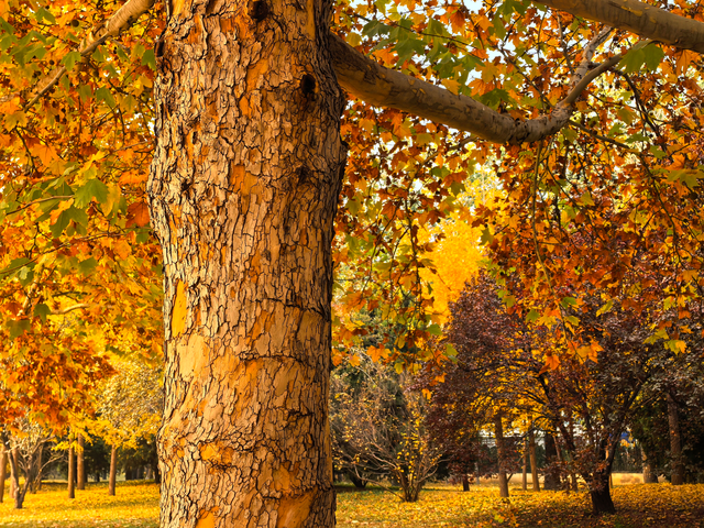 北京动物园秋色依旧，一起来逛！