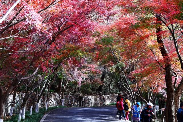 官宣：栖霞山进入最佳观赏期！