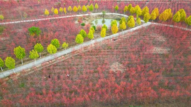 快看，永城限定美景正当时