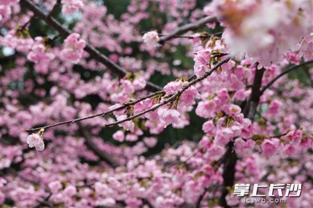 又是一年樱花季 长沙绝美樱花等你来打卡 | 花漾长沙