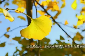 银杏泼彩  画韵盈林图片