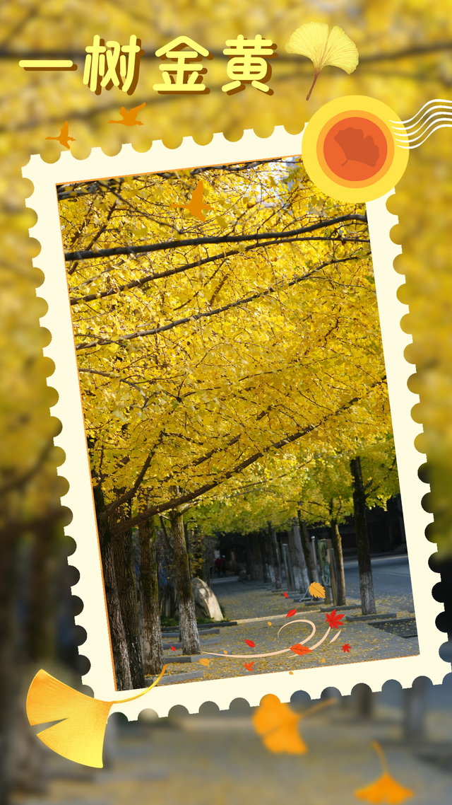 超美！大邑人的顶流来了