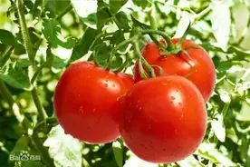 每天1个西红柿，身体会发生什么变化？但有1种千万别吃！图片