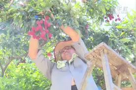 福建莆田：又到荔枝飘红时图片