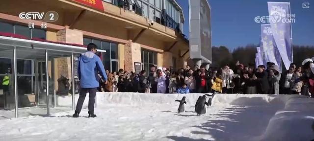 “夜滑”“景+滑”“剧+滑”跨界融合 “一站式”冰雪体验点燃冰雪消费热引擎