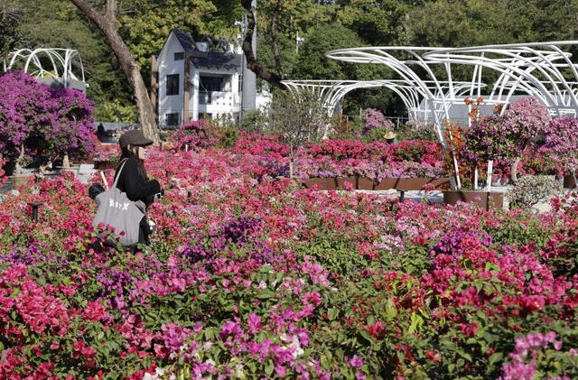 图集｜莲花山公园紫陌园簕杜鹃盛放