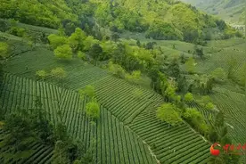 新春走基层|武都：茶香四溢富农家图片