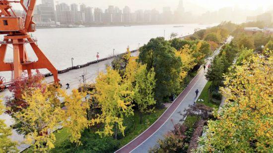 上海银杏浓度已达99％！这份含“金”浪漫别错过