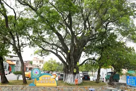 树说广州 | 百年榕树见证乡村蝶变图片