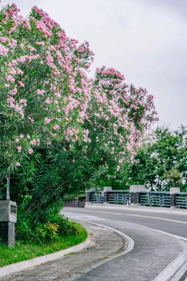 免门票！里水登高首选！3条赏秋路线→