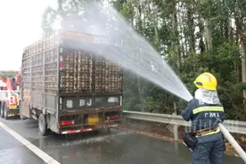 2000多只鸭子在来柳路上，被热晕了！司机情急之下做这事图片