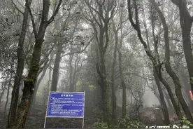实地探访！哀牢山景区地面湿滑大雾浓，向导提醒要有敬畏之心图片