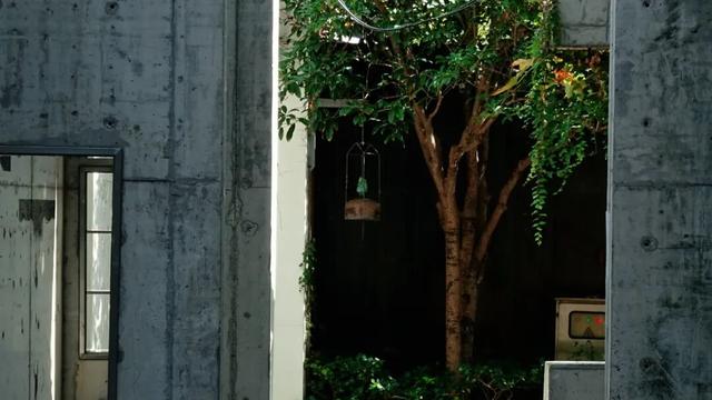 这片粉黛乱子草你肯定不知道！更多闵行秋的美，就在……