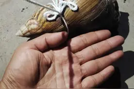 比拳头还大！攀枝花居民发现巨型蜗牛 专家：系外来入侵物种非洲大蜗牛，别碰别养图片
