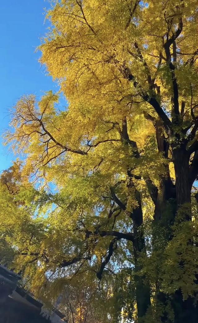 金色瀑布！北京这些千年古银杏正在最佳观赏期！