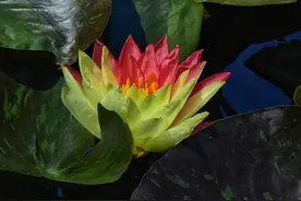 嫣红+鹅黄，双色睡莲惊艳绽放滨江森林公园图片