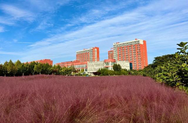 南海新区：粉色花海编织限定浪漫