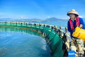三亚今年首批深海网箱养殖金鲳鱼起捕开售图片