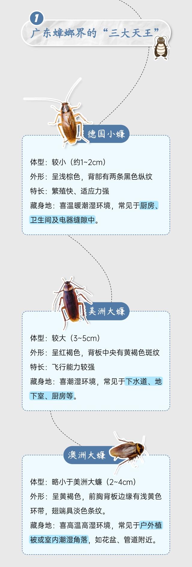 头皮发麻！蟑螂会咬人？专家说……