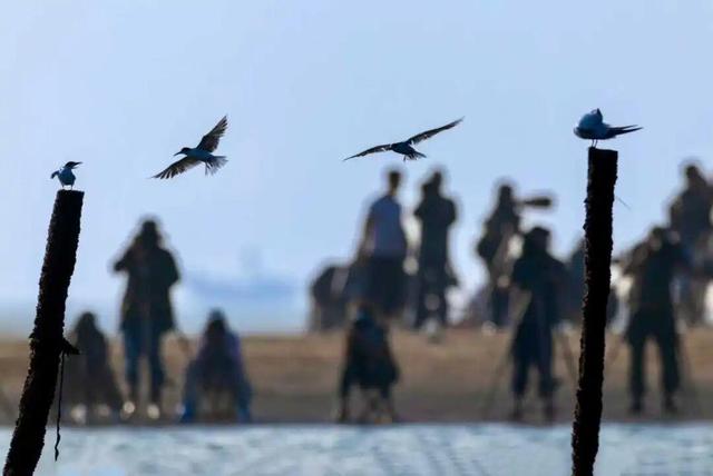 “鸟浪”奇观引客来