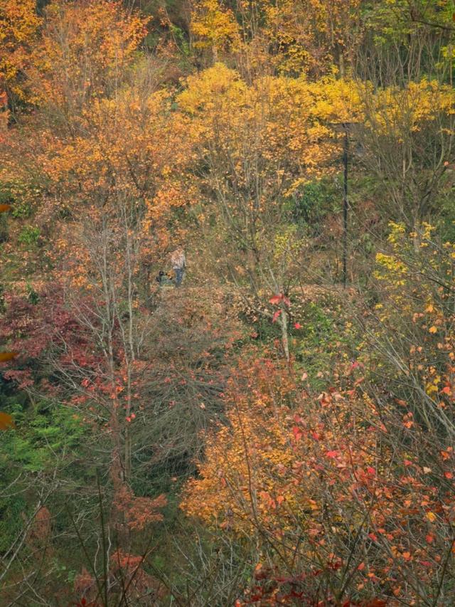 重庆秋色“天花板”火了！最快1小时飚拢！