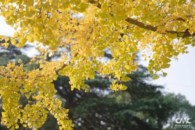 最近大家都在赴这场美丽之约