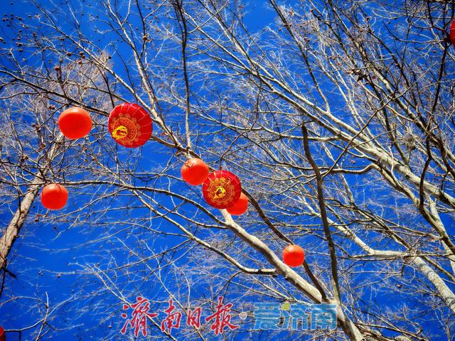 一年四季 泉在济南丨大明湖畔灯笼红 泉城迎春氛围渐浓