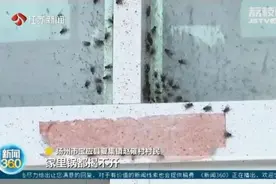 冬天苍蝇爬满墙，夏天锅都不敢开！养鸡场臭味扰民，村民直呼：受不了图片