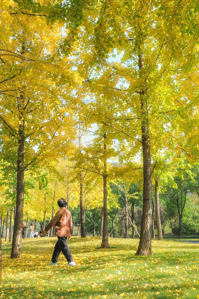 错过真的要等一年！光谷赏秋红橙黄橘绿正当时！
