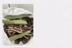 “那个你帮过的老爷爷，又来送菜了……”图片