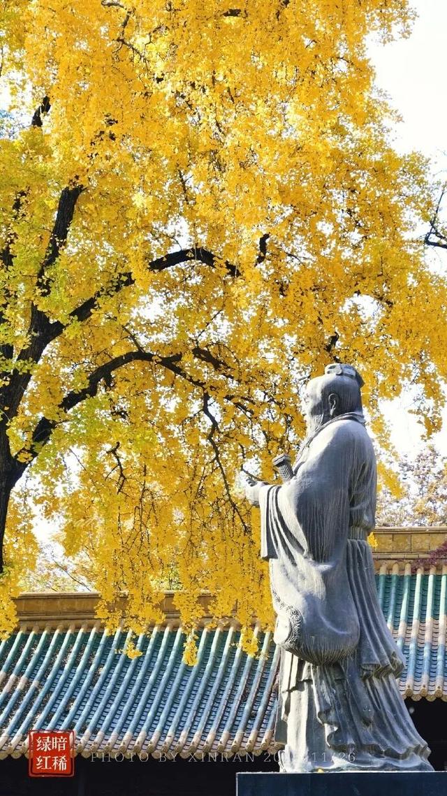 “西红柿炒蛋树”排队？快来秦淮开启“金黄时刻”！