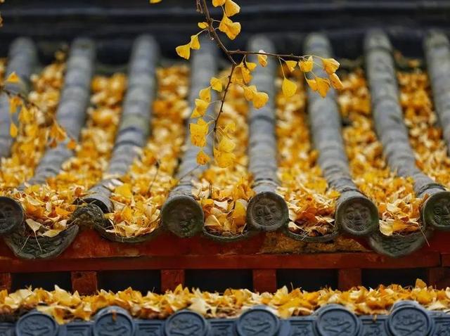 美绝！西安初冬的含金量还在上升！