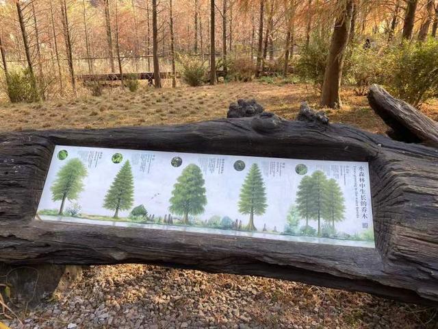 上海公园总数达到1100座！三林滨江城市森林“水森林”已基本建成，计划今年春天开放