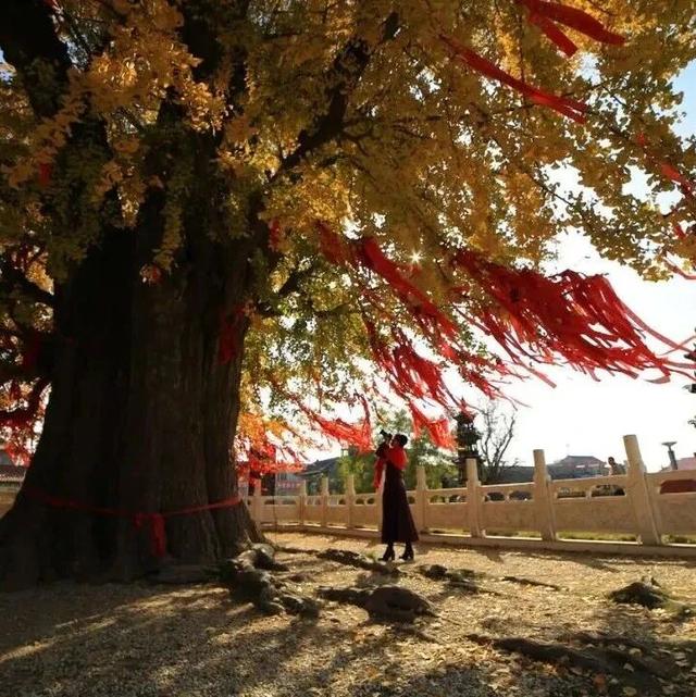 中秋遇国庆，郯城各大景区活动清单抢先看！