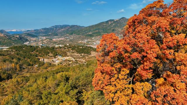 崂山这棵古树红了，非周末时间都人山人海！网友：长得像菜花