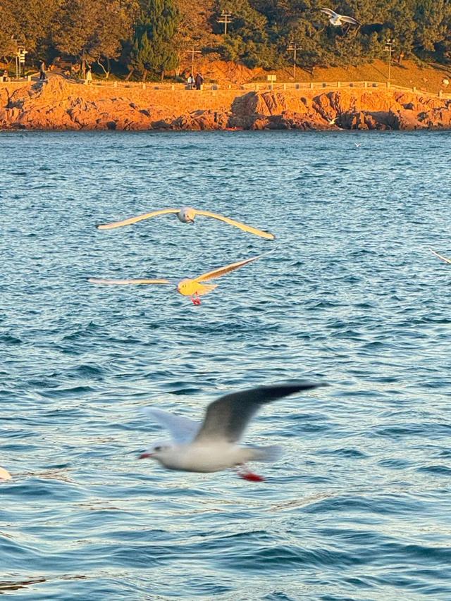 青岛“鸥”耶！在奥帆“追鸥逐浪”，背景板是城市天际线！